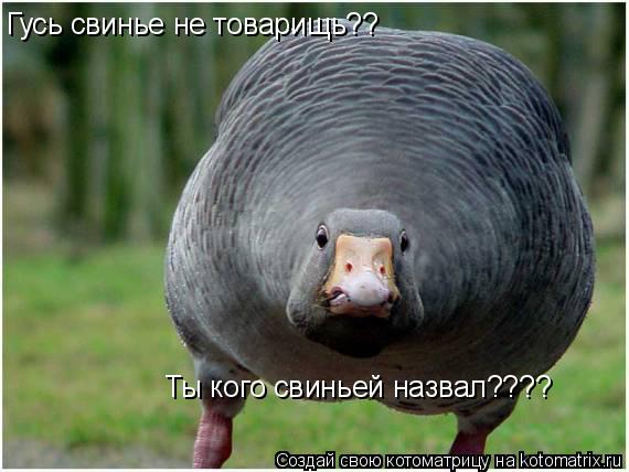 Гусь свинье не товарищь?? Ты кого свиньей назвал????... Котоматрица: Гусь свинье не товарищь?? Ты кого свиньей назвал????