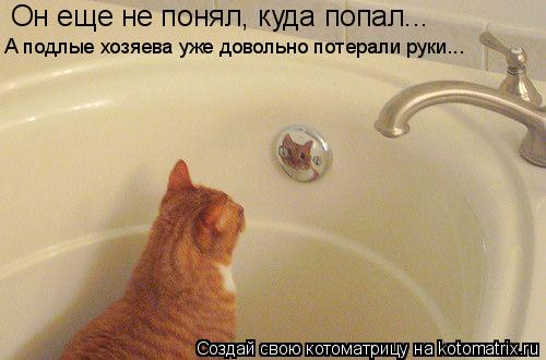 Он еще не понял, куда попал... А подлые хозяева уже довольно потерали руки...... Котоматрица: Он еще не понял, куда попал... А подлые хозяева уже довольно потерали руки...
