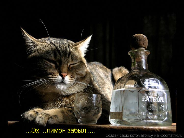 ...Эх,...лимон забыл........ Котоматрица: ...Эх,...лимон забыл.....