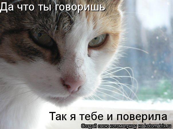 Да что ты говоришь Так я тебе и поверила... Котоматрица: Да что ты говоришь Так я тебе и поверила