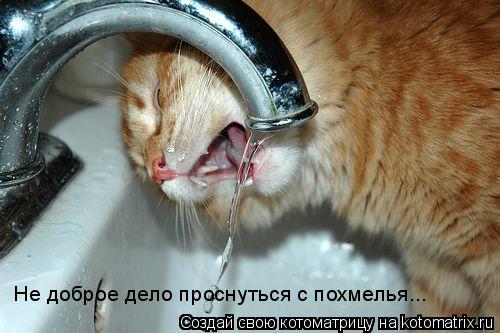 Котоматрица: Не доброе дело проснуться с похмелья...