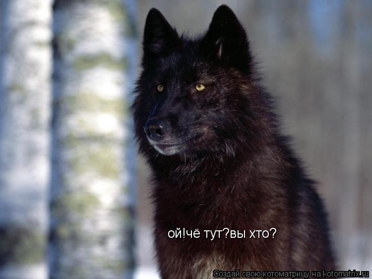ой!чё тут?вы хто?... Котоматрица: ой!чё тут?вы хто?