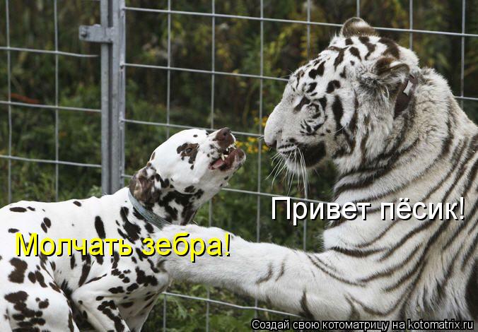 Котоматрица: Привет пёсик! Молчать зебра!