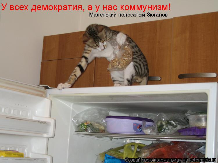 У всех демократия, а у нас коммунизм! Маленький полосатый Зюганов... Котоматрица: У всех демократия, а у нас коммунизм! Маленький полосатый Зюганов