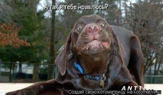 А так я тебе нравлюсь?... Котоматрица: А так я тебе нравлюсь?