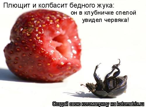 Котоматрица: Плющит и колбасит бедного жука: он в клубничке спелой увидел червяка!