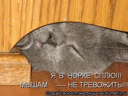 Я В НОРКЕ СПЛЮ!!! МЫШАМ ---- НЕ ТРЕВОЖИТЬ!!!... Котоматрица: Я В НОРКЕ СПЛЮ!!! МЫШАМ ---- НЕ ТРЕВОЖИТЬ!!!