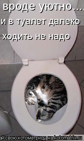 вроде уютно...... и в туалет далеко ходить не надо... Котоматрица: вроде уютно...... и в туалет далеко ходить не надо
