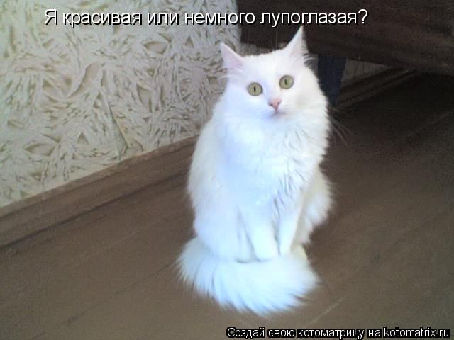 Я красивая или немного лупоглазая?... Котоматрица: Я красивая или немного лупоглазая?