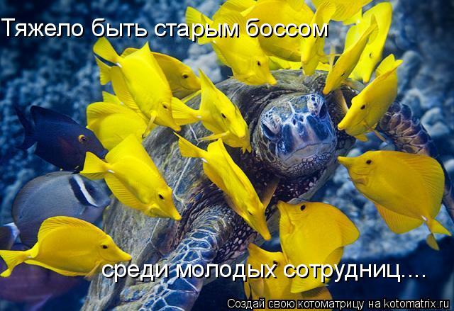 Тяжело быть старым боссом среди молодых сотрудниц....... Котоматрица: Тяжело быть старым боссом среди молодых сотрудниц....