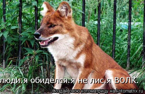 люди.я обиделся.я не лис.я ВОЛК.... Котоматрица: люди.я обиделся.я не лис.я ВОЛК.