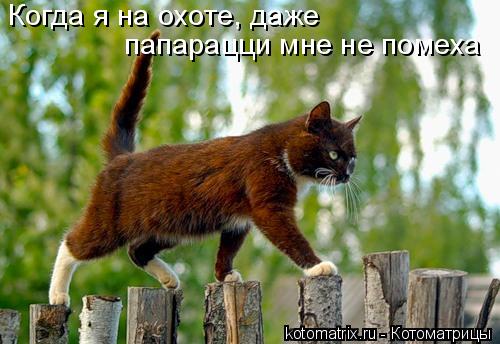 Когда я на охоте, даже папарацци мне не помеха... Котоматрица: Когда я на охоте, даже папарацци мне не помеха