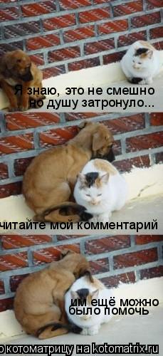 Я знаю, это не смешно но душу затронуло... читайте мой комментарий им ещё можно было помочь... Котоматрица: Я знаю, это не смешно но душу затронуло... читайте мой комментарий им ещё можно было помочь