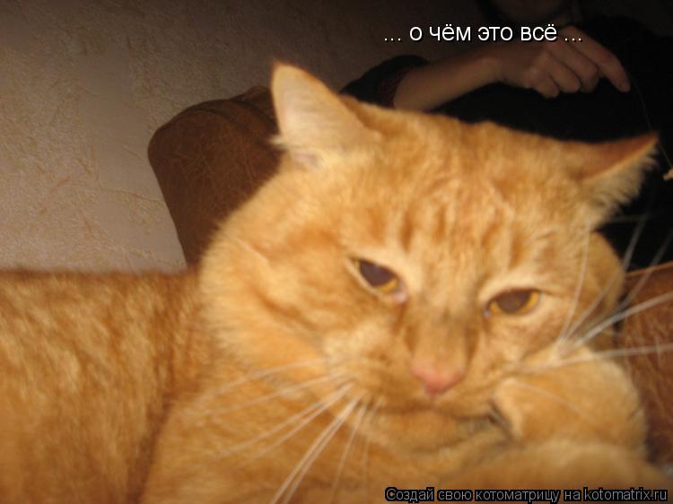 ... о чём это всё ...... Котоматрица: ... о чём это всё ...