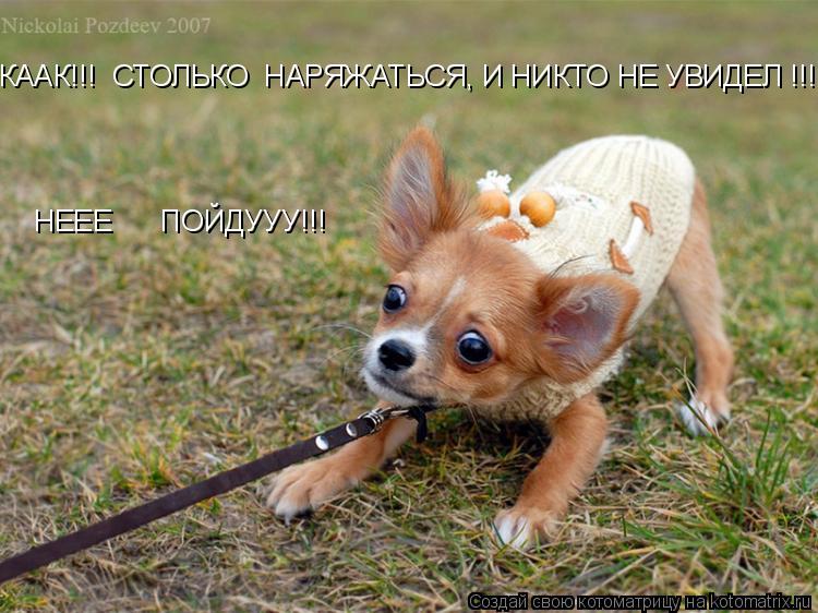 КААК!!! СТОЛЬКО НАРЯЖАТЬСЯ, И НИКТО НЕ УВИДЕЛ !!! НЕЕЕ ПОЙДУУУ!!!... Котоматрица: КААК!!! СТОЛЬКО НАРЯЖАТЬСЯ, И НИКТО НЕ УВИДЕЛ !!! НЕЕЕ ПОЙДУУУ!!!