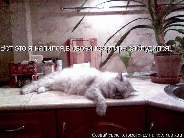 Вот это я напился,в своей квартире заблудился!... Котоматрица: Вот это я напился,в своей квартире заблудился!