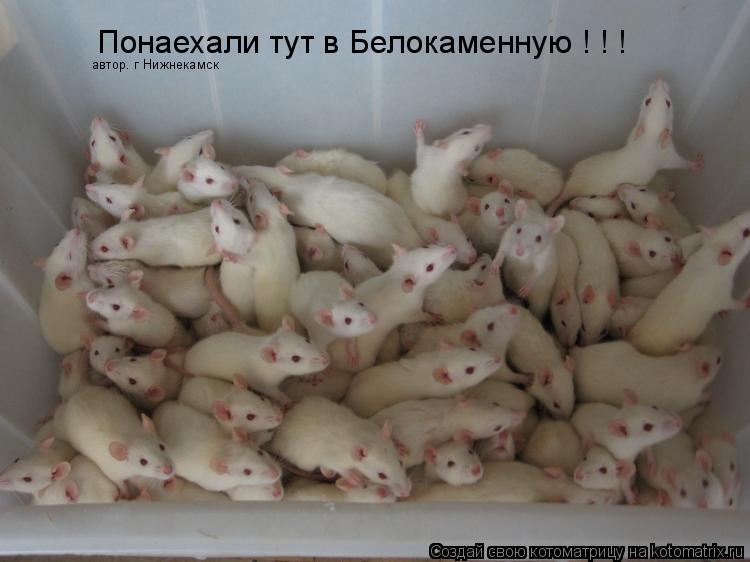 Понаехали тут в Белокаменную ! ! ! автор. г Нижнекамск... Котоматрица: Понаехали тут в Белокаменную ! ! ! автор. г Нижнекамск
