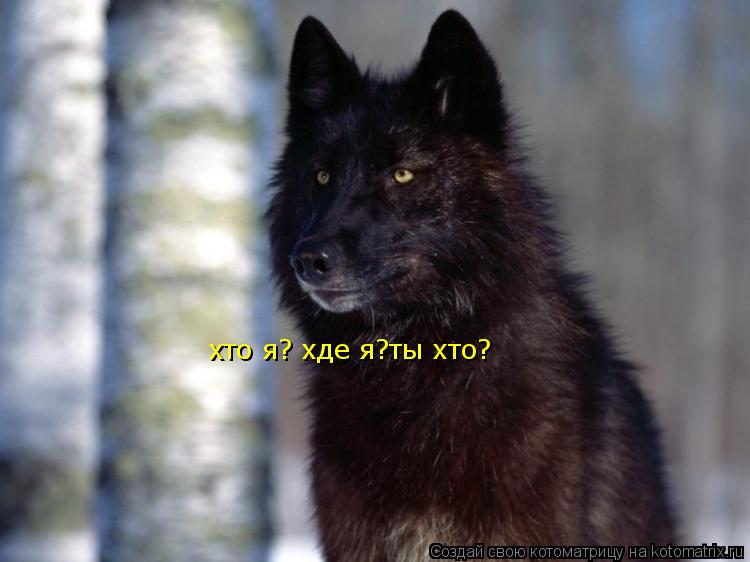 хто я? хде я?ты хто?... Котоматрица: хто я? хде я?ты хто?