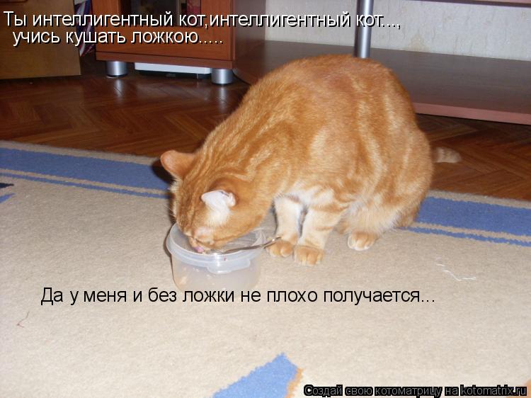 Ты интеллигентный кот,интеллигентный кот..., учись кушать ложкою..... Да у меня и без ложки не плохо ... Котоматрица: Ты интеллигентный кот,интеллигентный кот..., учись кушать ложкою..... Да у меня и без ложки не плохо получается...
