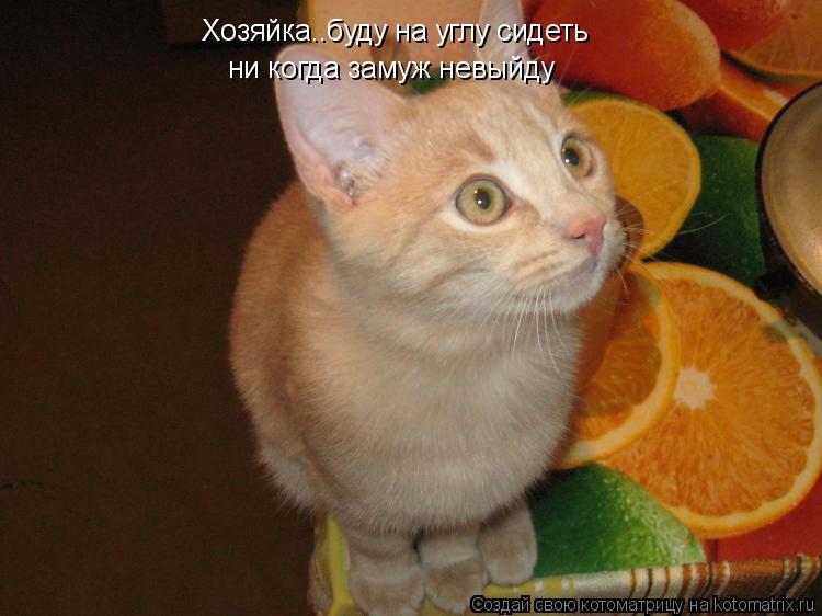 Хозяйка..буду на углу сидеть ни когда замуж невыйду... Котоматрица: Хозяйка..буду на углу сидеть ни когда замуж невыйду
