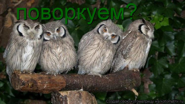 поворкуем?... Котоматрица: поворкуем?