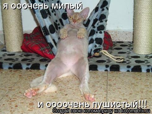я ооочень милый и оооочень пушистый!!!... Котоматрица: я ооочень милый и оооочень пушистый!!!