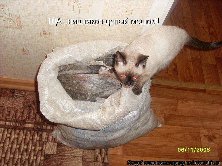 ЩА...ништяков целый мешок!!... Котоматрица: ЩА...ништяков целый мешок!!