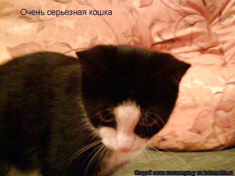 Очень серьезная кошка... Котоматрица: Очень серьезная кошка