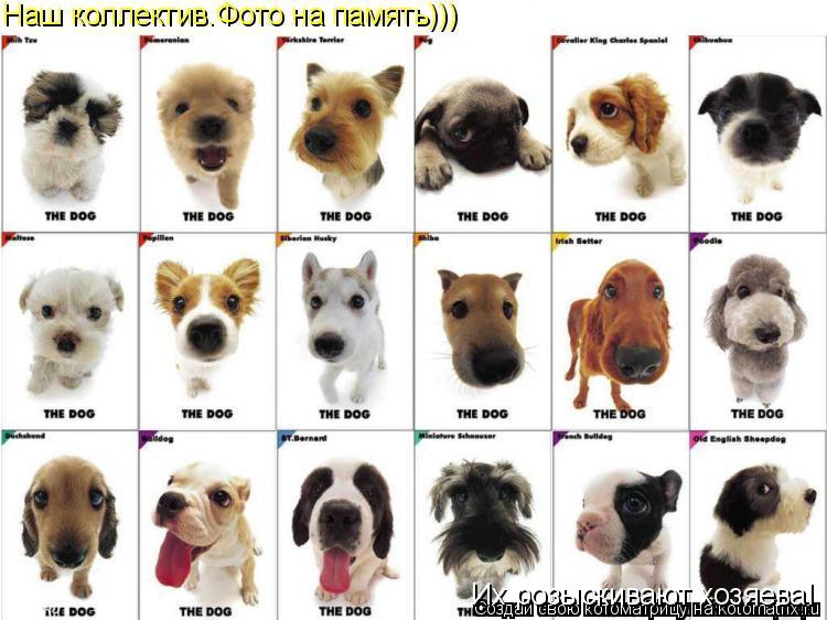 Их розыскивают хозяева!... Котоматрица: Их розыскивают хозяева!
