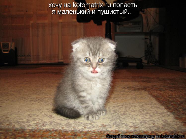 хочу на kotomatrix.ru попасть.. я маленький и пушистый...... Котоматрица: хочу на kotomatrix.ru попасть.. я маленький и пушистый...
