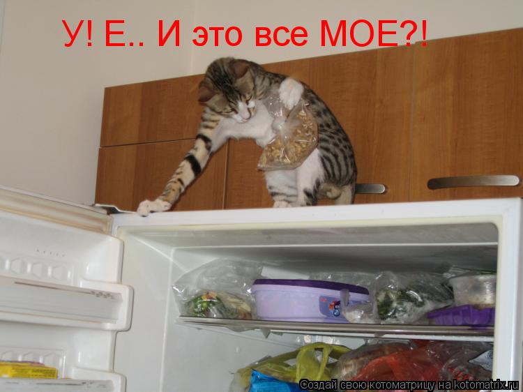 У! Е.. И это все МОЕ?!... Котоматрица: У! Е.. И это все МОЕ?!
