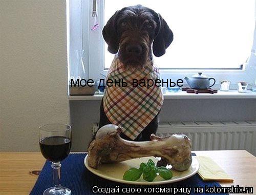 Котоматрица: мое день варенье