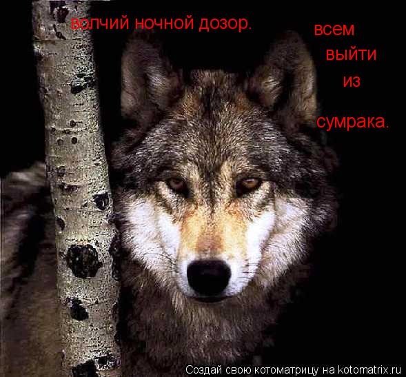всем выйти из сумрака. волчий ночной дозор.... Котоматрица: всем выйти из сумрака. волчий ночной дозор.