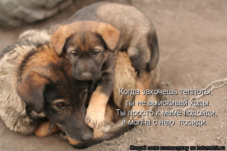 ты не выискивай ходы. Когда захочешь теплоты, Ты просто к маме подойди, и молча с нею посиди.... Котоматрица: ты не выискивай ходы. Когда захочешь теплоты, Ты просто к маме подойди, и молча с нею посиди.