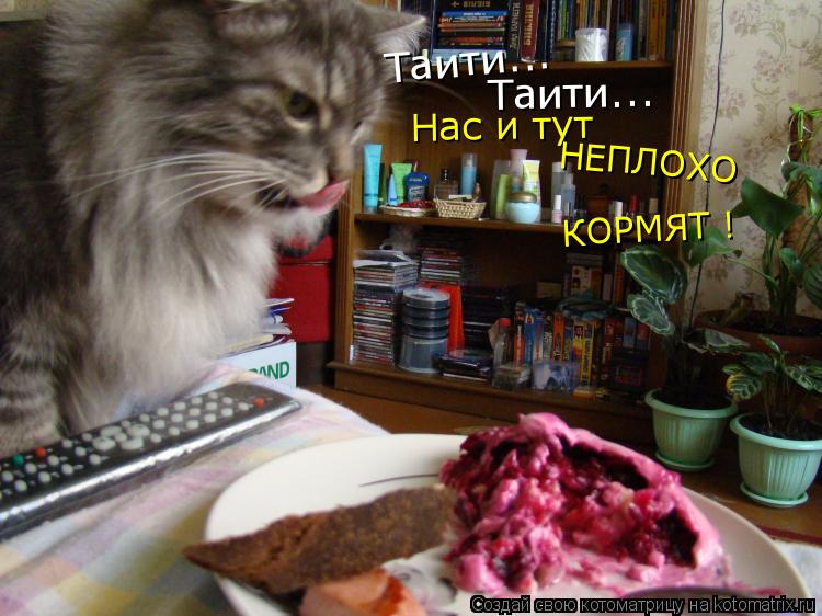 Таити... Таити... Нас и тут НЕПЛОХО КОРМЯТ !... Котоматрица: Таити... Таити... Нас и тут НЕПЛОХО КОРМЯТ !