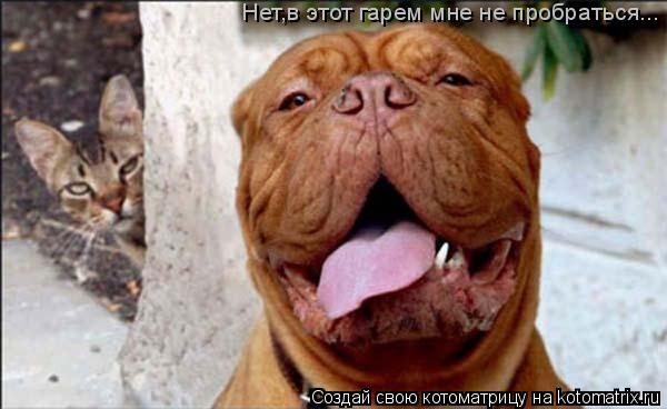 Нет,в этот гарем мне не пробраться...... Котоматрица: Нет,в этот гарем мне не пробраться...