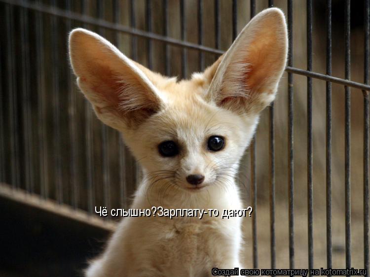 Чё слышно?Зарплату-то дают?... Котоматрица: Чё слышно?Зарплату-то дают?