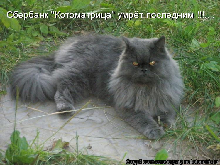 Сбербанк "Котоматрица" умрёт последним !!!....... Котоматрица: Сбербанк "Котоматрица" умрёт последним !!!....