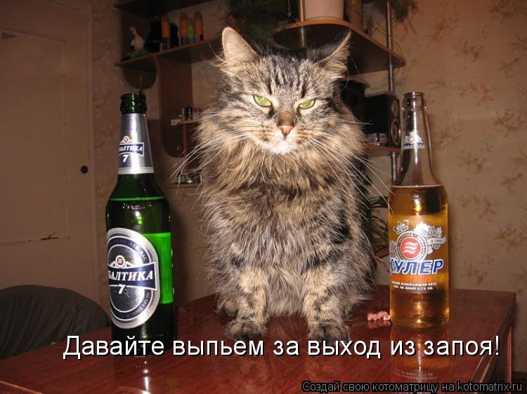 Давайте выпьем за выход из запоя!... Котоматрица: Давайте выпьем за выход из запоя!