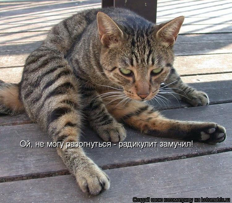Ой, не могу разогнуться - радикулит замучил!... Котоматрица: Ой, не могу разогнуться - радикулит замучил!