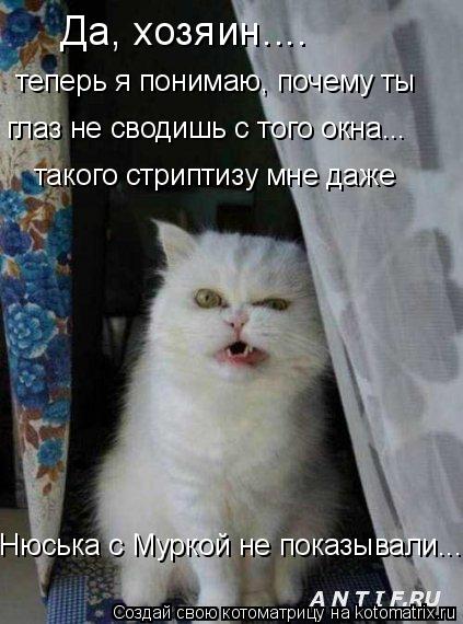 Котоматрица: Да, хозяин.... теперь я понимаю, почему ты глаз не сводишь с того окна... такого стриптизу мне даже Нюська с Муркой не показывали...
