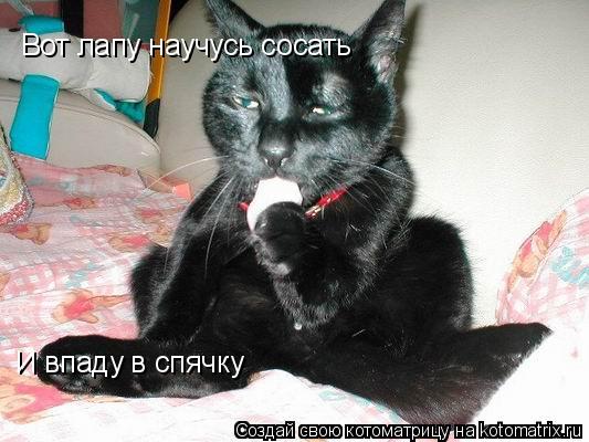 Вот лапу научусь сосать И впаду в спячку... Котоматрица: Вот лапу научусь сосать И впаду в спячку