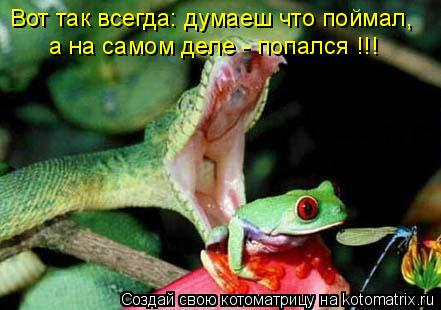 Вот так всегда: думаеш что поймал, а на самом деле - попался !!!... Котоматрица: Вот так всегда: думаеш что поймал, а на самом деле - попался !!!