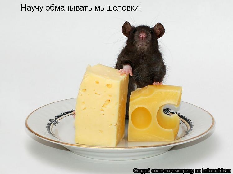 Научу обманывать мышеловки!... Котоматрица: Научу обманывать мышеловки!