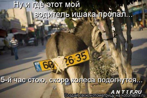 Ну и где этот мой водитель ишака пропал... 5-й час стою, скоро колеса подогнутся...... Котоматрица: Ну и где этот мой водитель ишака пропал... 5-й час стою, скоро колеса подогнутся...
