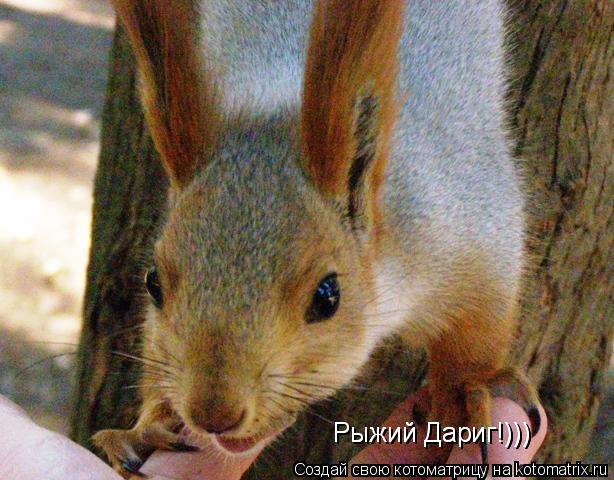 Рыжий Дариг!))) Рыжий Дариг!)))... Котоматрица: Рыжий Дариг!))) Рыжий Дариг!)))