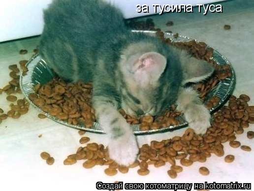 Котоматрица: за тусила туса