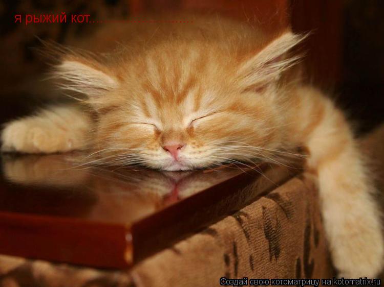 я рыжий кот............................... Котоматрица: я рыжий кот............................