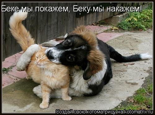 Беке мы покажем, Беку мы накажем!... Котоматрица: Беке мы покажем, Беку мы накажем!