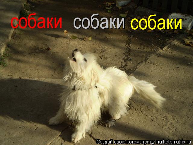 собаки собаки собаки... Котоматрица: собаки собаки собаки